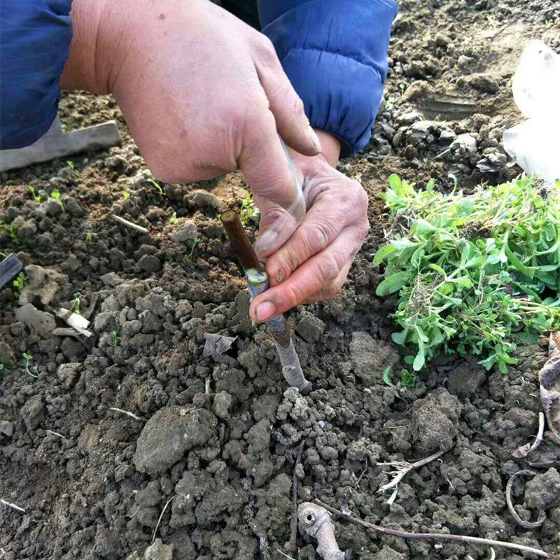 1米左右秦美猕猴桃苗 秦美猕猴桃树苗种植基地