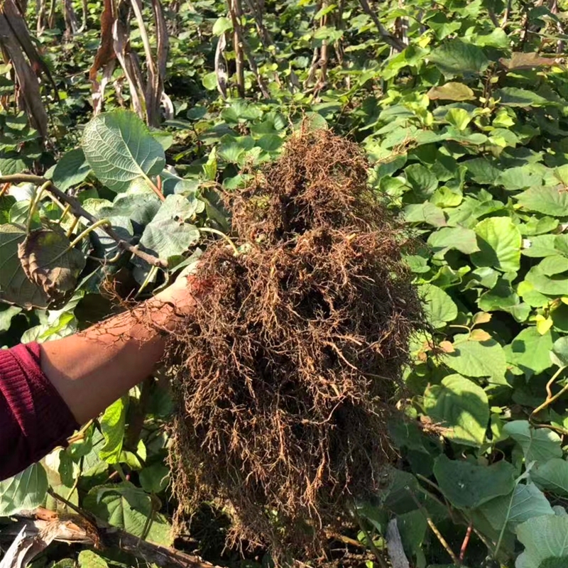 1米左右秦美猕猴桃苗 秦美猕猴桃树苗种植基地