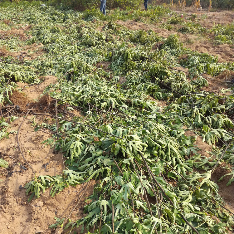 1公分青皮无花果小苗 大青皮无花果树苗种植基地