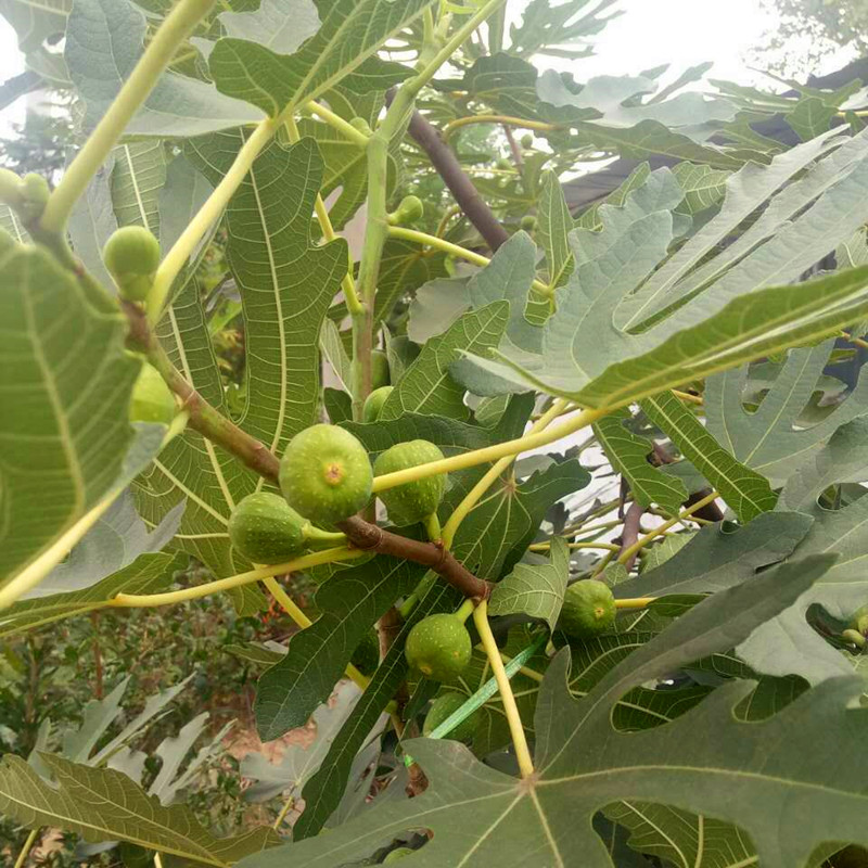 两年生紫果无花果小苗 紫果无花果树苗栽种季节