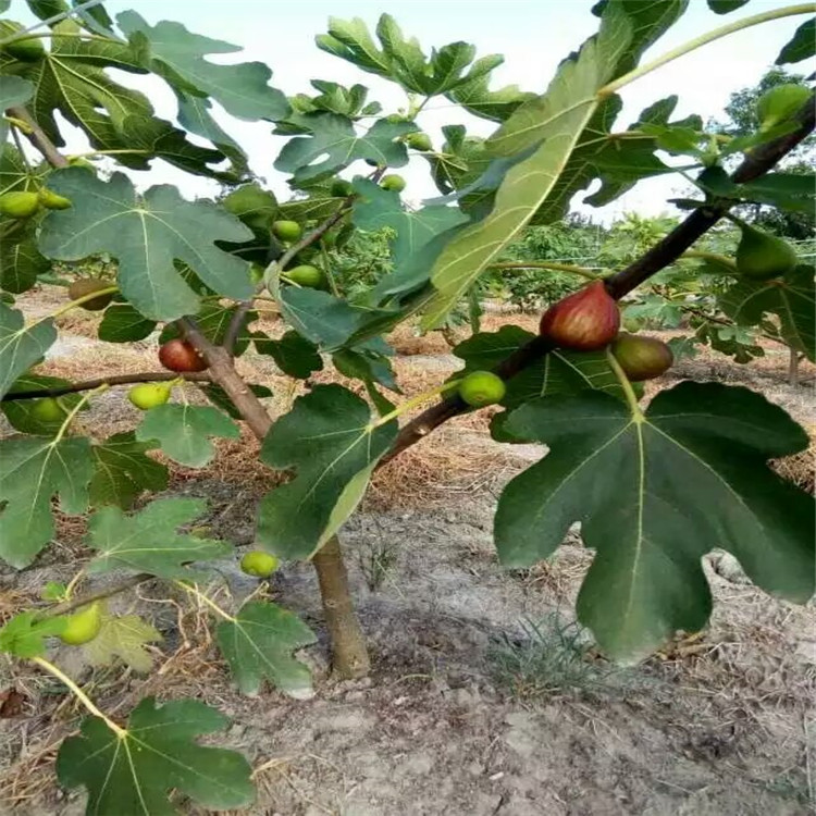 两年生紫果无花果小苗 紫果无花果树苗栽种季节