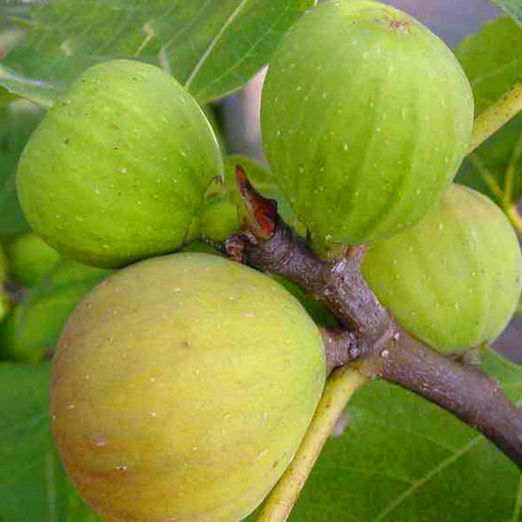 直径1公分芭劳奈无花果小苗 芭劳奈无花果树苗栽种季节