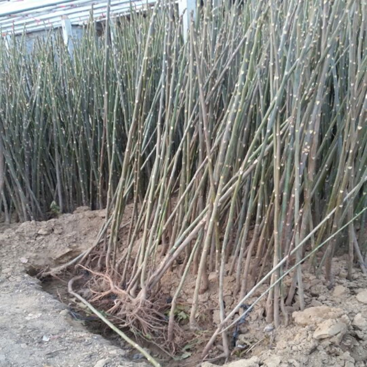 2公分粗香椿芽小苗 香椿芽树小苗育苗基地