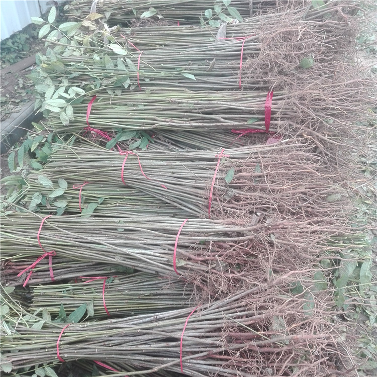 直径1公分大棚红油香椿苗 大棚红油香椿树苗