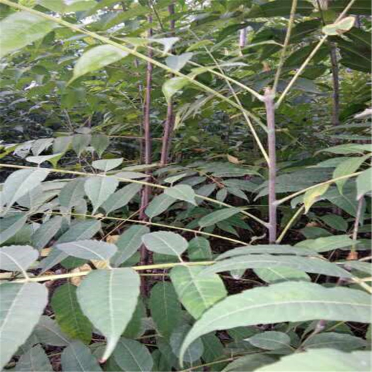 2公分油香椿小苗 红油香椿树小苗种植