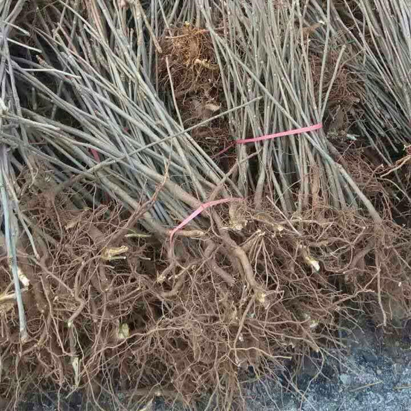 红油香椿苗 红油香椿树苗生产基地