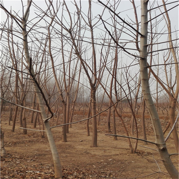 2公分粗香椿芽小苗 香椿芽树小苗育苗基地