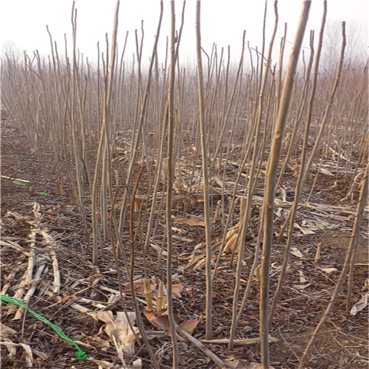 直径3公分香椿芽小苗 香椿芽树小苗生产基地