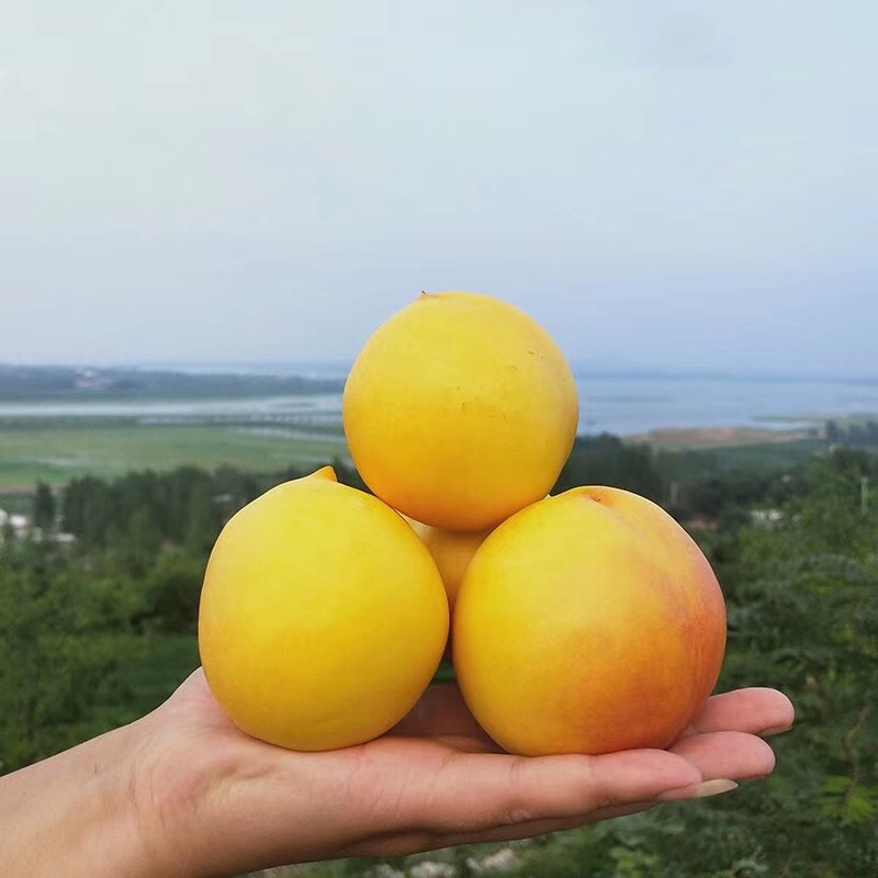 夏甜桃小苗种植数量 夏甜桃树苗直径2公分