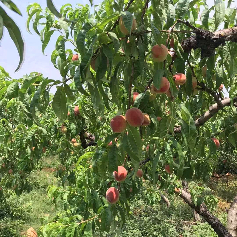 早金霞桃小苗 早金霞桃树苗直径3公分