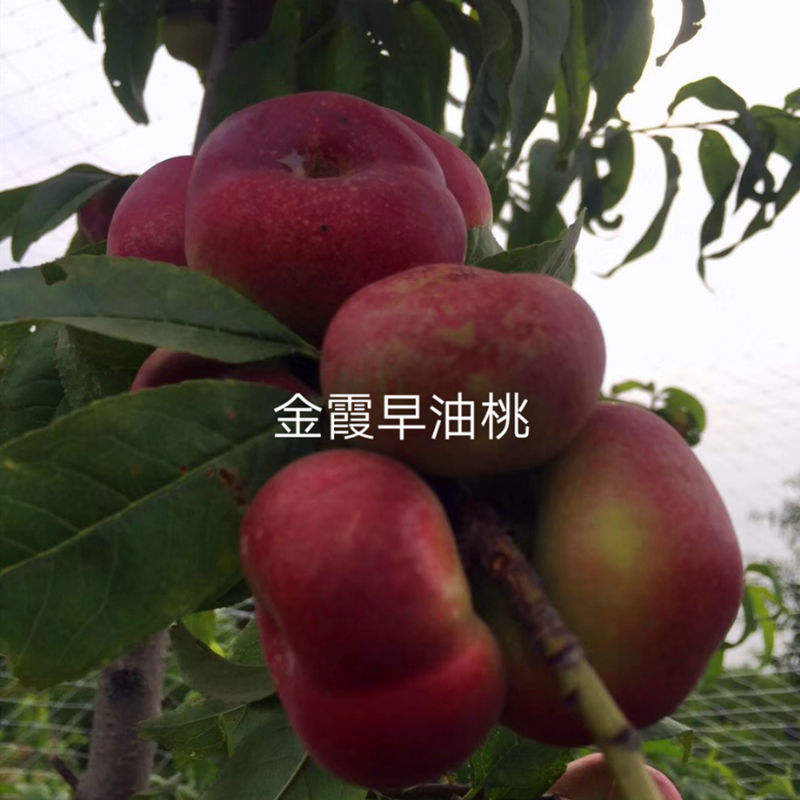 福丽桃小苗种植基地 福丽桃树苗2公分粗