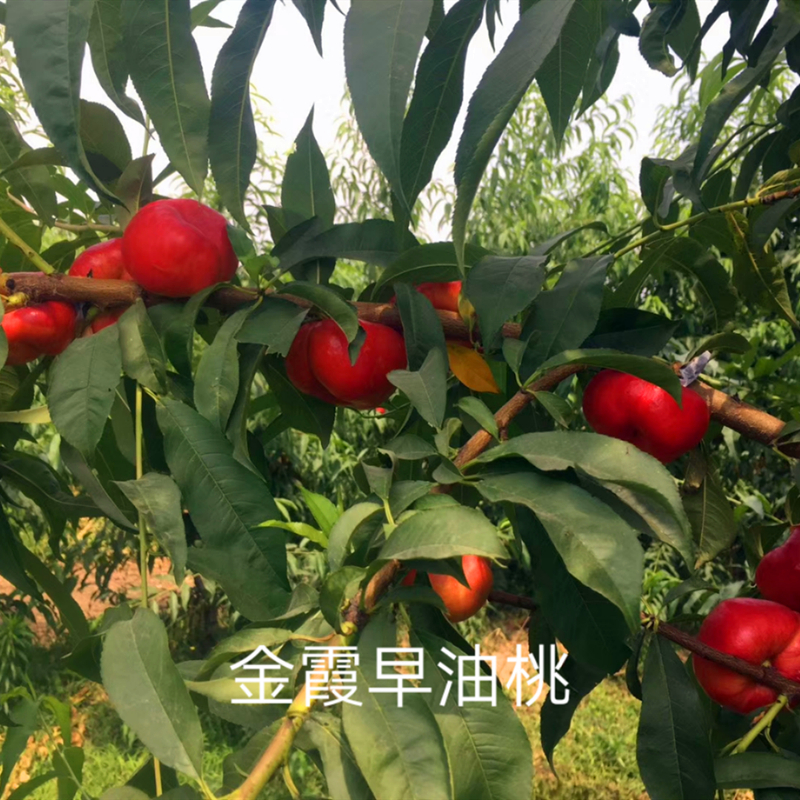 中油19号桃小苗种植技术 中油19号桃树苗直径3公分