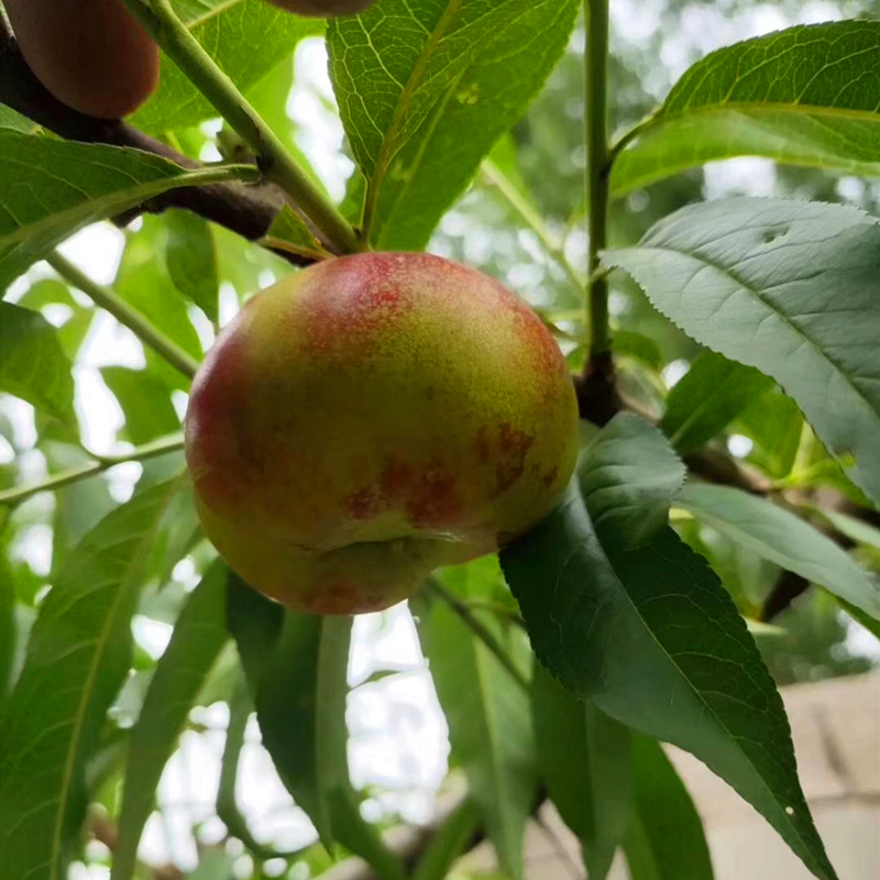 福秀桃小苗种植基地 福秀桃树苗3公分粗