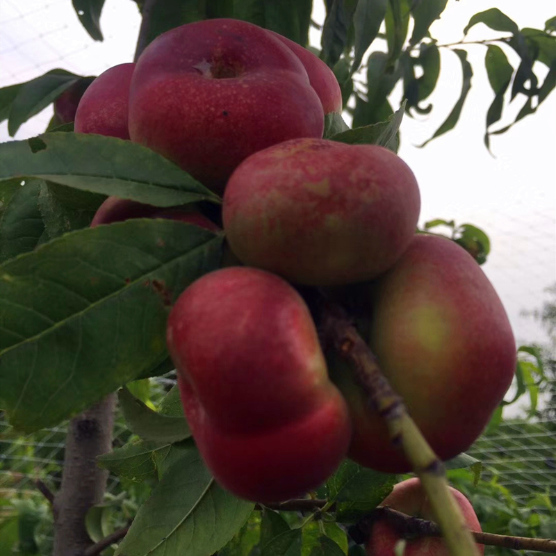 福秀桃小苗种植基地 福秀桃树苗3公分粗