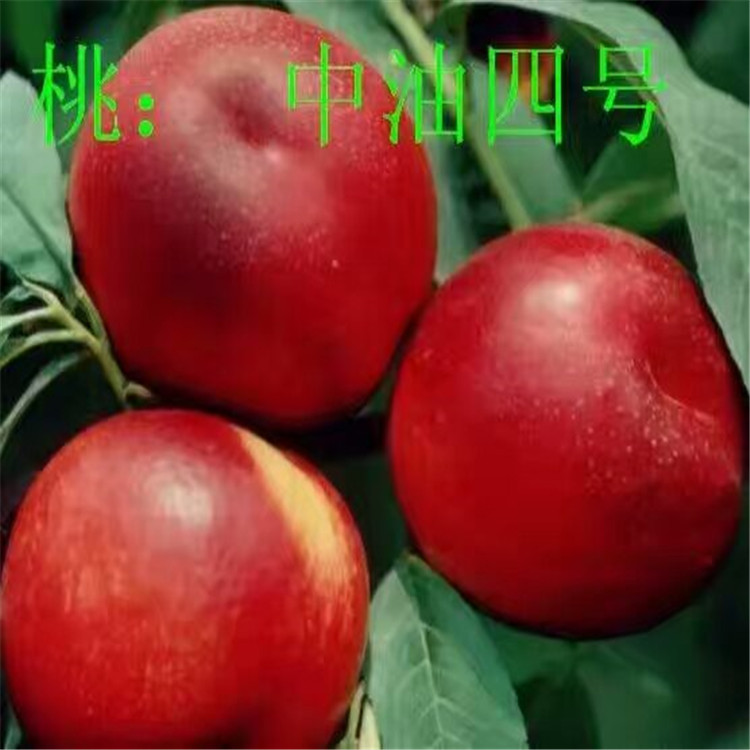 枣油桃小苗生产基地 枣油桃树苗1米