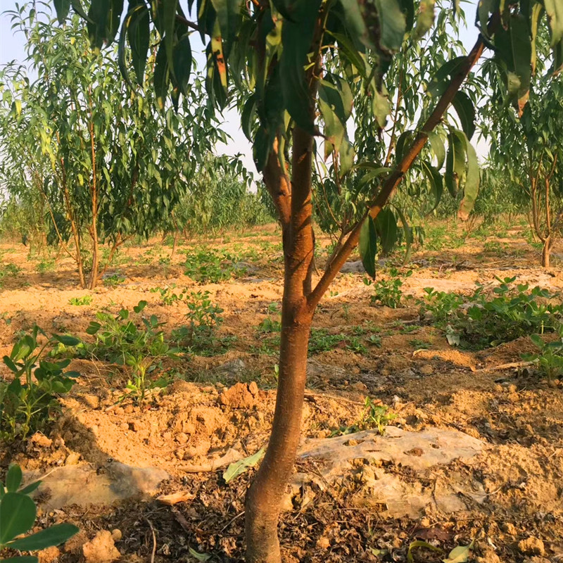 油桃小苗生产基地 油桃树苗两年生