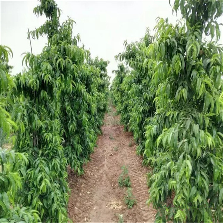 风味皇后桃小苗种植数量 风味皇后桃树苗两年生