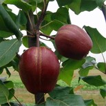 红啤梨小苗种植技术图片3