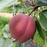 红啤梨小苗种植技术图片5