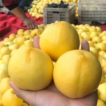 風味皇后桃樹種植技術