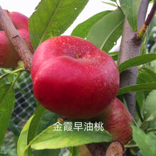 白如玉桃树育苗基地图片