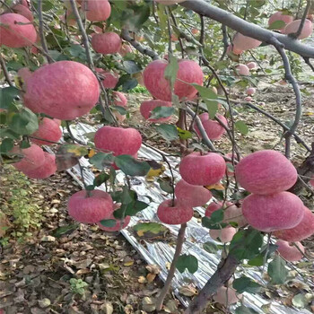 鸡心果苹果树苗保质保量