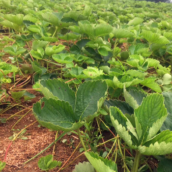 空运白雪公主草莓苗