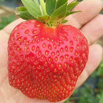 百度妙香7号草莓苗种植基地