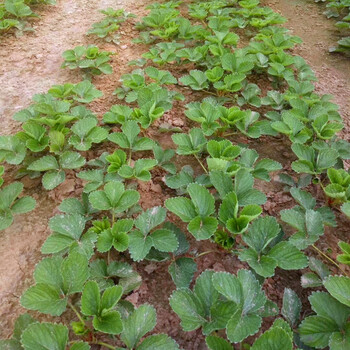 百度丽雪草莓苗生产基地