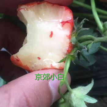 2020年蒙特瑞草莓苗种植管理