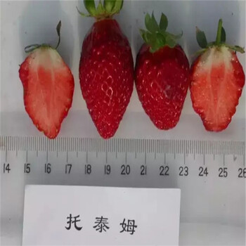 百度丽雪草莓苗种植管理