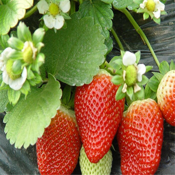 0.8公分粗达赛草莓苗品种展示