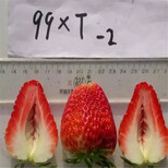 营养体江雪草莓苗成熟期图片0