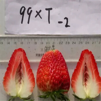 营养体江雪草莓苗成熟期