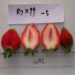 营养体江雪草莓苗成熟期图片1