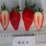 营养体江雪草莓苗成熟期图片2