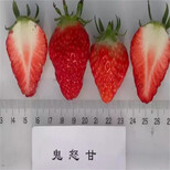 营养体江雪草莓苗成熟期图片3