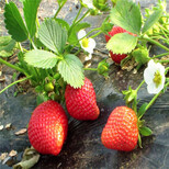 脱毒2代红袖添香草莓苗成熟期图片2