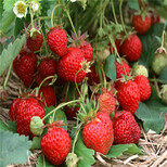 脱毒2代红袖添香草莓苗成熟期图片3