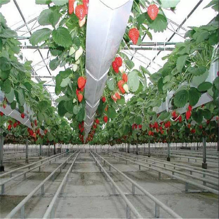 内自治区宁玉草莓苗图片展示