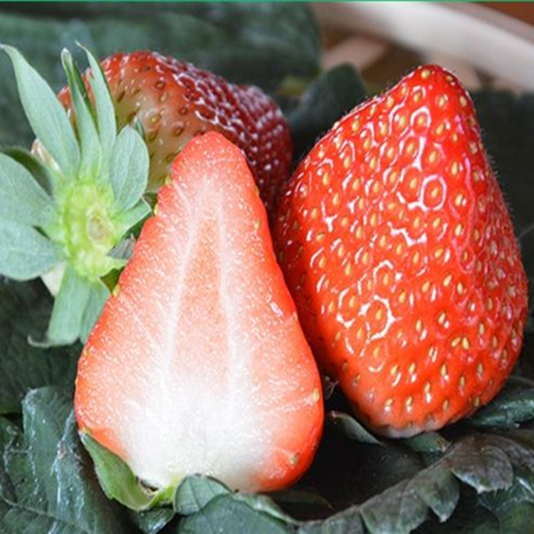 本地红颜草莓苗成活率高