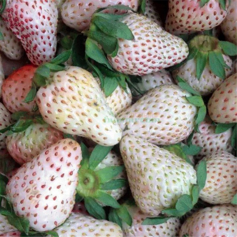 云南省全草莓苗生产基地