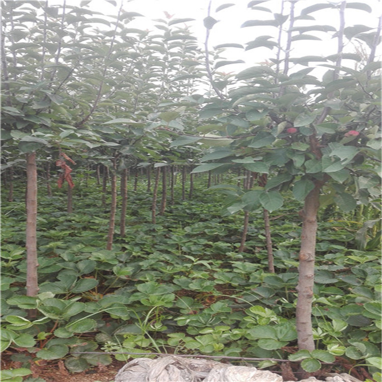 重庆章姬草莓苗成活率高