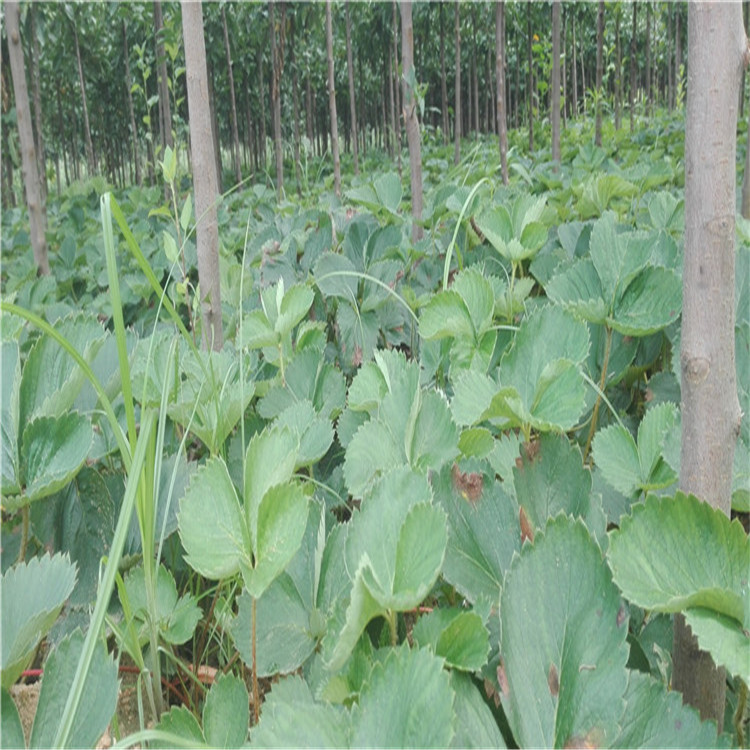 上海隋珠草莓苗种植技术