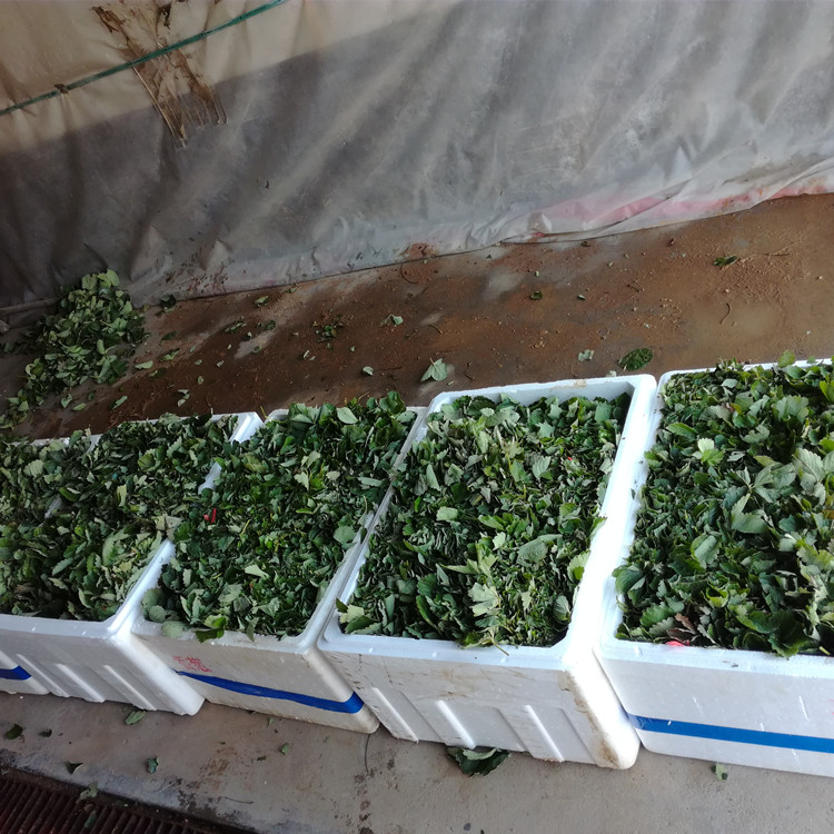 湖北省章姬草莓苗种植数量