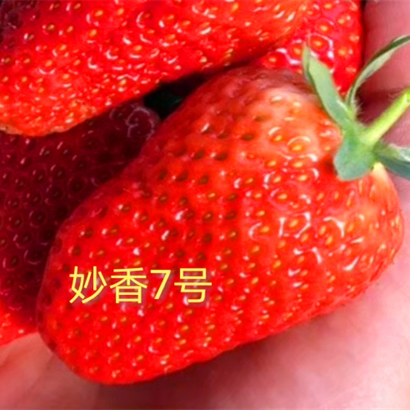 上海隋珠草莓苗种植技术