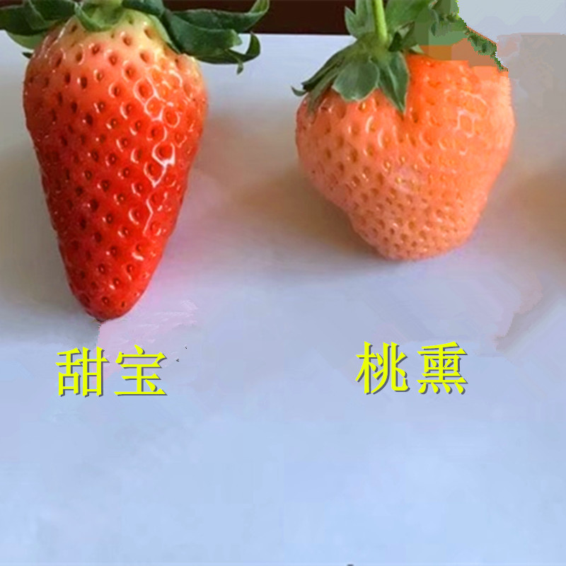 保湿加冰邮寄京郊小白草莓苗品种介绍