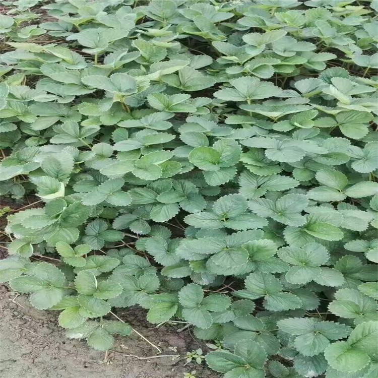 湖北省赛娃草莓苗种植数量