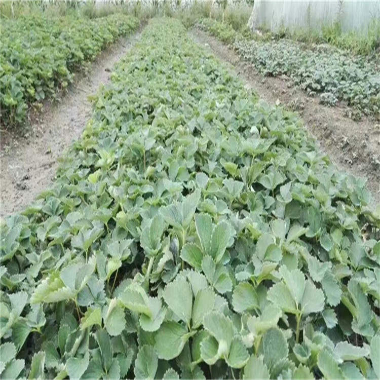 贵州省妙香7号草莓苗栽种季节