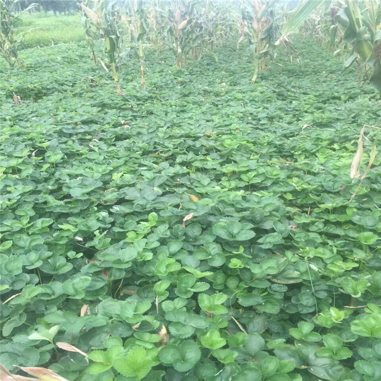 湖北省奶油草莓苗种植数量